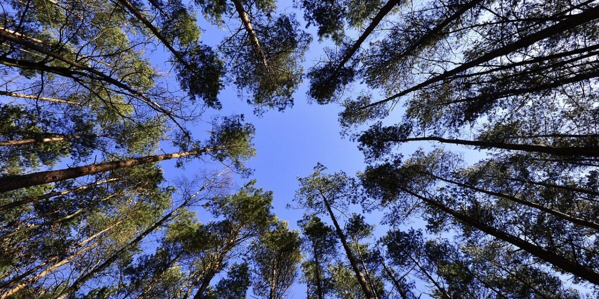 forest, trees, tree canopy, foliage, greenery, plants, flora, nature, forest, forest, forest, forest, trees, trees, trees, trees, tree canopy, tree canopy, greenery, greenery, greenery, greenery, greenery
