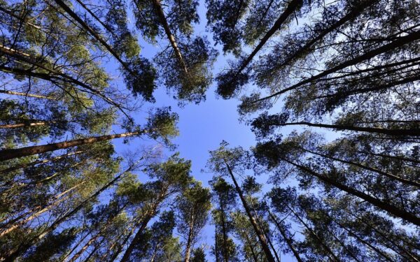 forest, trees, tree canopy, foliage, greenery, plants, flora, nature, forest, forest, forest, forest, trees, trees, trees, trees, tree canopy, tree canopy, greenery, greenery, greenery, greenery, greenery