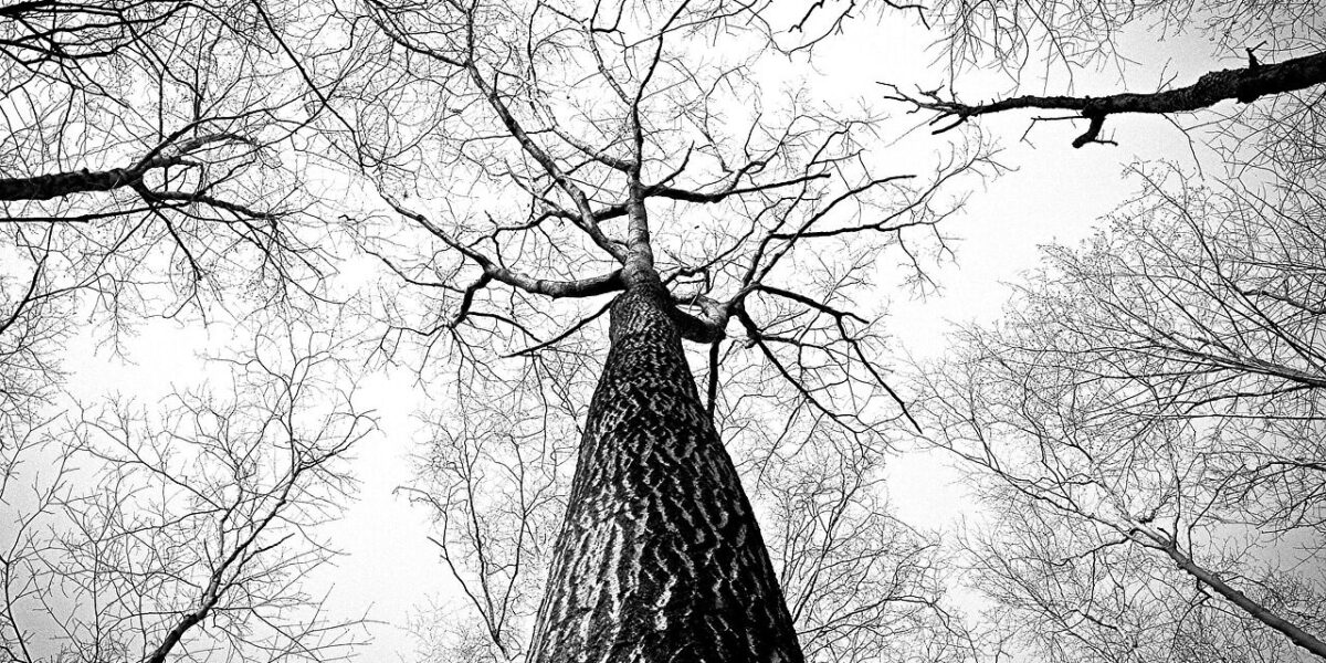 forest, trees, branches, tree canopy, bare trees, woods, trunk, bark, woodlands, nature, perspective, tree branches, monochrome, black and white, undergrowth, forest, trees, trees, trees, trees, branches, branches, branches, perspective, perspective, perspective, perspective, perspective, tree branches, tree branches