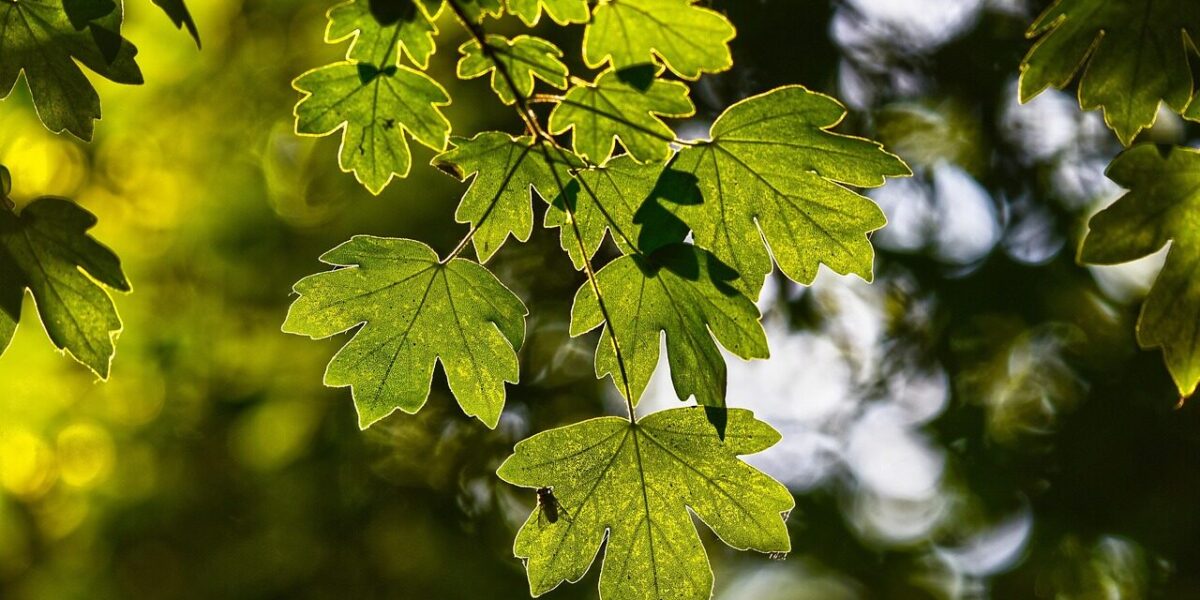 leaves, foliage, branch, twig, forest, veins, backlight, nature, bokeh, forest, forest, forest, forest, forest, bokeh