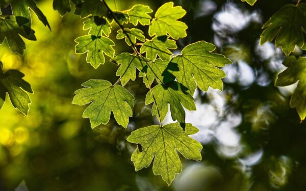 leaves, foliage, branch, twig, forest, veins, backlight, nature, bokeh, forest, forest, forest, forest, forest, bokeh