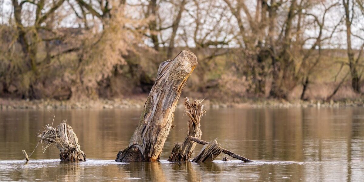 trees, tree trunk, nature, water, river, landscape, brown, nature, river, river, river, river, river