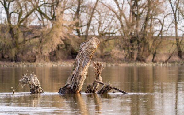 trees, tree trunk, nature, water, river, landscape, brown, nature, river, river, river, river, river