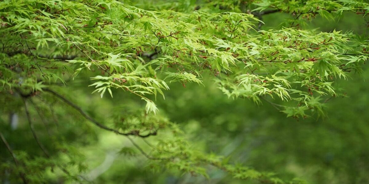 foliage, desktop backgrounds, beautiful wallpaper, maple, freshness, free wallpaper, wallpaper hd, laptop wallpaper, nature wallpaper, spring, nature background, lush, nature, free background, beautiful nature, windows wallpaper, full hd wallpaper, canopy, vibrant, 4k wallpaper, leaves, verdant, 4k wallpaper 1920x1080, green, cool backgrounds, wallpaper 4k, mac wallpaper, hd wallpaper, wallpaper