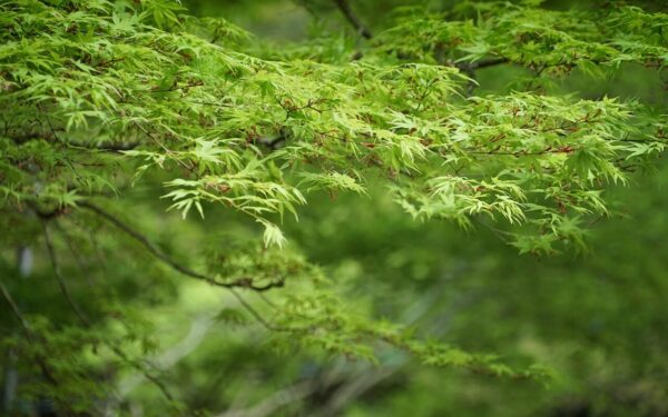 foliage, desktop backgrounds, beautiful wallpaper, maple, freshness, free wallpaper, wallpaper hd, laptop wallpaper, nature wallpaper, spring, nature background, lush, nature, free background, beautiful nature, windows wallpaper, full hd wallpaper, canopy, vibrant, 4k wallpaper, leaves, verdant, 4k wallpaper 1920x1080, green, cool backgrounds, wallpaper 4k, mac wallpaper, hd wallpaper, wallpaper