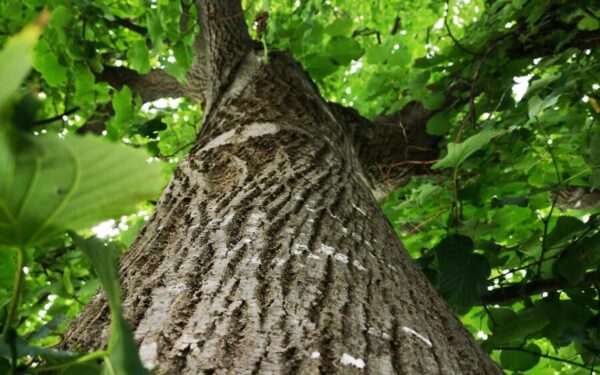 tree, leaves, foliage, nature, tree, tree, tree, tree, tree