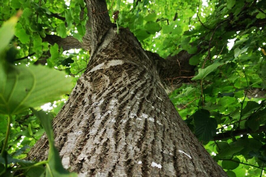 tree, leaves, foliage, nature, tree, tree, tree, tree, tree