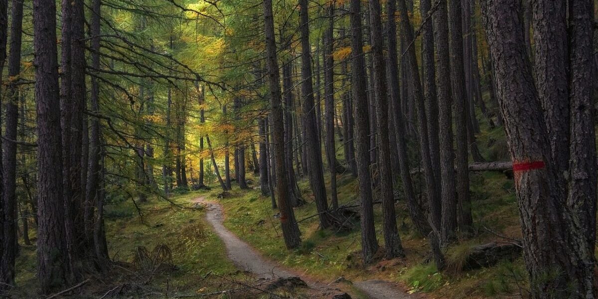 trail, trees, forest, path, woods, larch, autumn, landscape, nature, forest path, forest trail, nature path, nature trail, woodlands, undergrowth, trail, forest, forest, forest, forest, forest, path, forest path