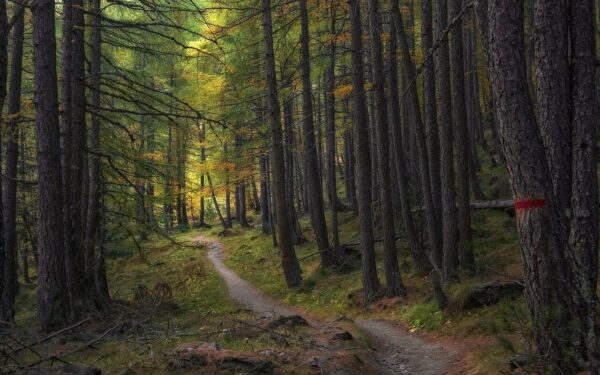 trail, trees, forest, path, woods, larch, autumn, landscape, nature, forest path, forest trail, nature path, nature trail, woodlands, undergrowth, trail, forest, forest, forest, forest, forest, path, forest path