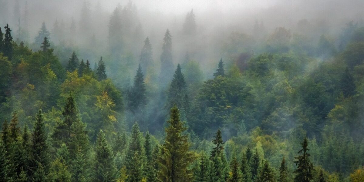 trees, forest, fog, foggy, haze, mist, misty, conifers, coniferous, conifer forest, evergreen, pine trees, fir trees, woods, woodlands, landscape, nature, pine forest, rural landscape, forest, forest, forest, forest, forest