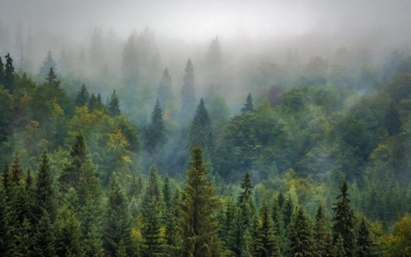 trees, forest, fog, foggy, haze, mist, misty, conifers, coniferous, conifer forest, evergreen, pine trees, fir trees, woods, woodlands, landscape, nature, pine forest, rural landscape, forest, forest, forest, forest, forest