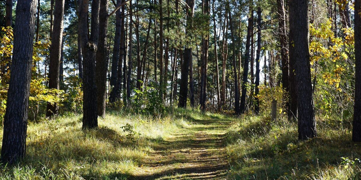 A sunlit path through a dense pine forest
