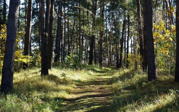 A sunlit path through a dense pine forest