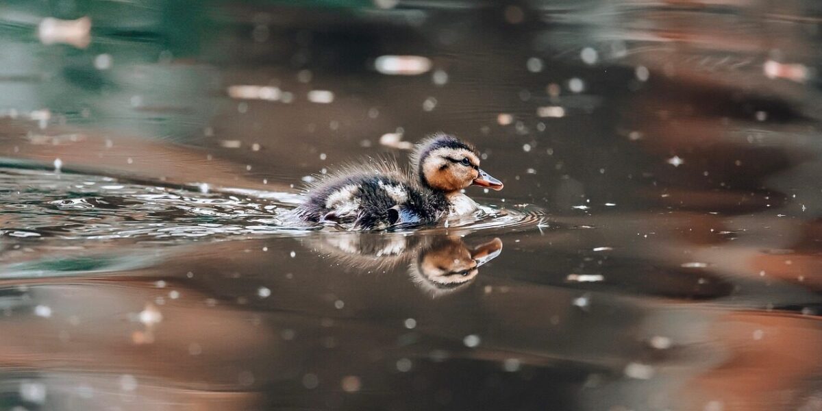 bird, duck, duckling, baby, spring, reflection, water, nature, colourful, cute, small, adorable, newborn, river, gold, blue, duck, duck, duck, duck, duck, duckling, duckling, reflection, reflection, reflection, small, small