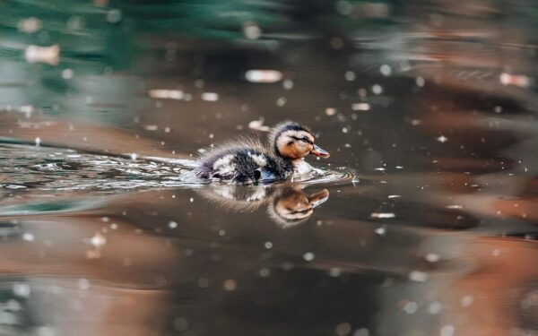 bird, duck, duckling, baby, spring, reflection, water, nature, colourful, cute, small, adorable, newborn, river, gold, blue, duck, duck, duck, duck, duck, duckling, duckling, reflection, reflection, reflection, small, small