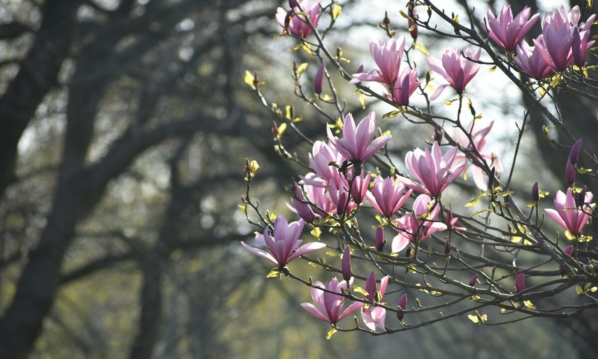 a bunch of flowers that are on a tree