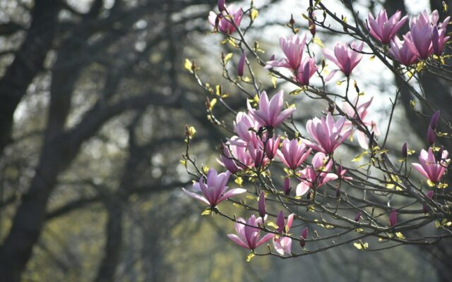a bunch of flowers that are on a tree