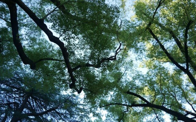 looking up at the tops of trees in a forest