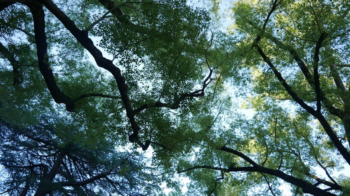 looking up at the tops of trees in a forest