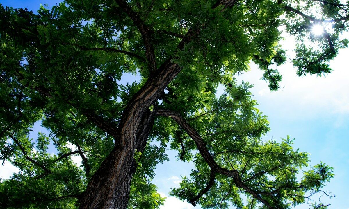 looking up at a tree with green leaves and blue sky