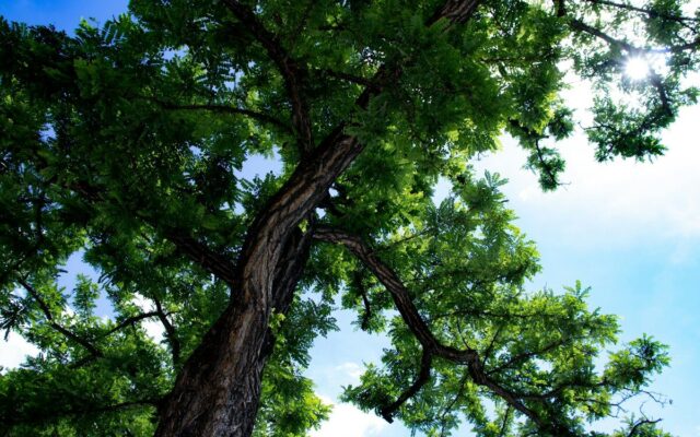 looking up at a tree with green leaves and blue sky