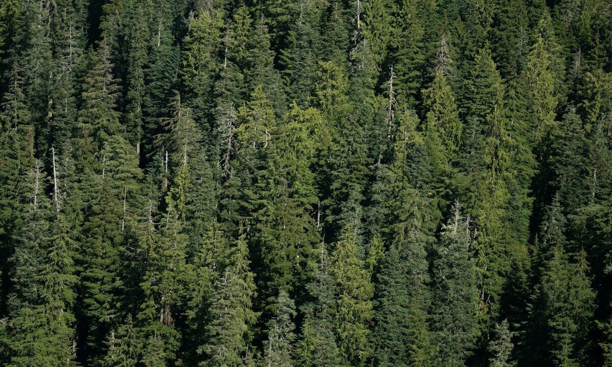 a large group of trees in the middle of a forest