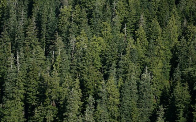 a large group of trees in the middle of a forest
